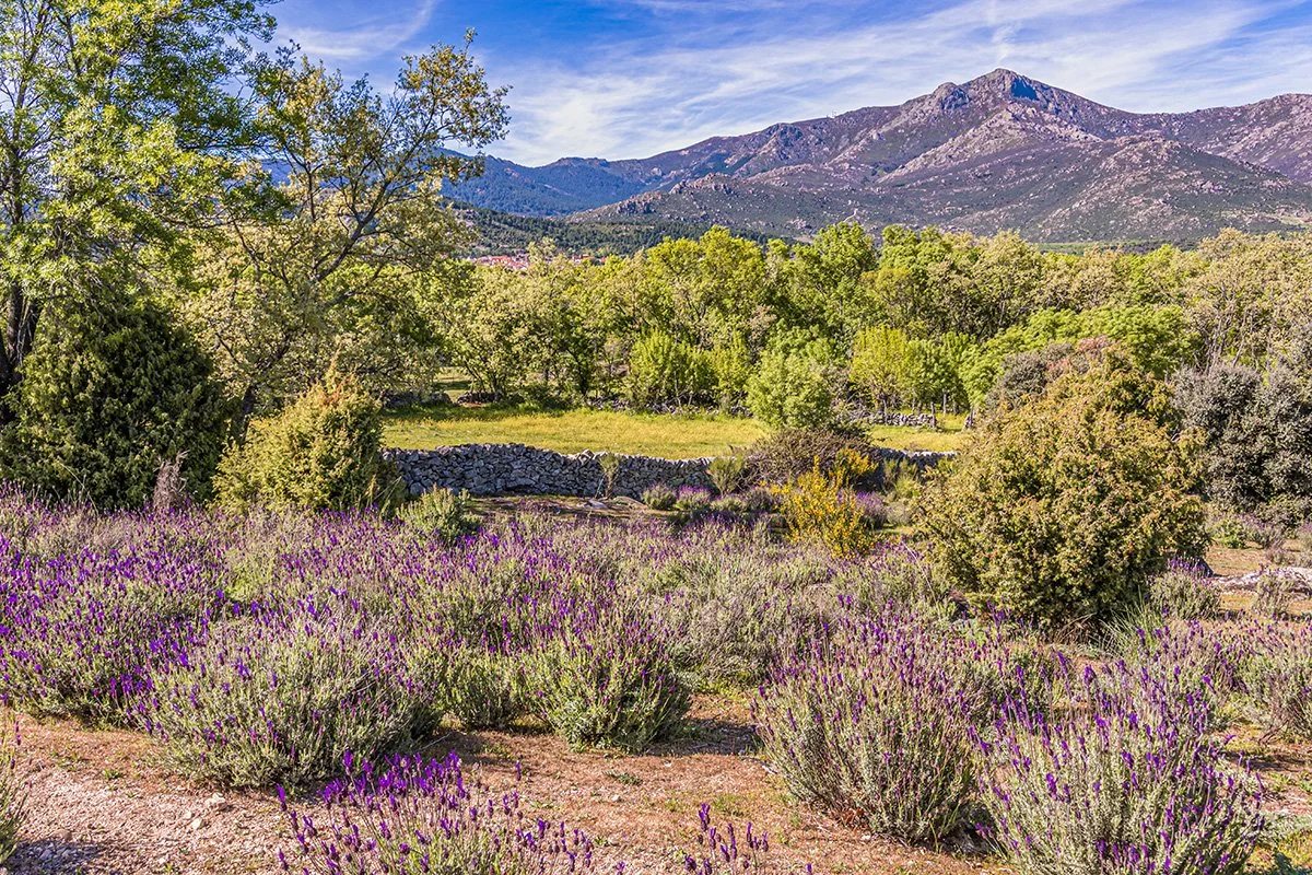 Naturaleza de la Sierra de Madrid con lavanda en flor